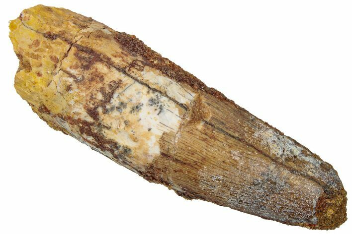 Real Fossil Spinosaurus Tooth - Feeding Worn Tip #310839